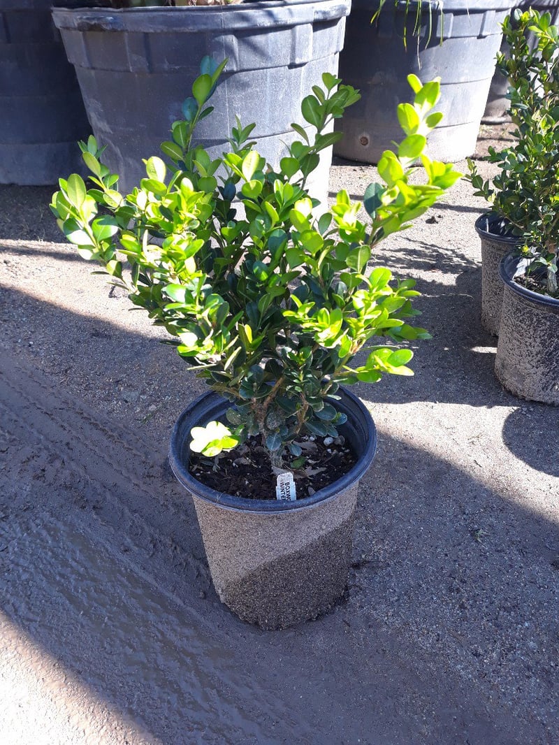 Photo for Buxus microphylla japonica 'Winter Gem' (Winter Gem Boxwood)