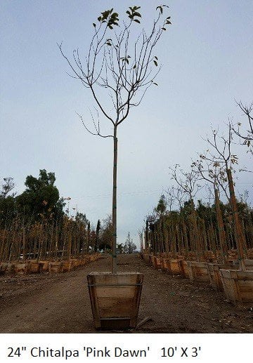 Photo for Chitalpa tashkentensis (Standard) (Chitalpa)