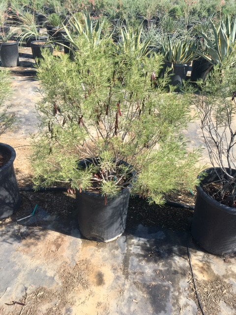 Photo for Senna artemisioides (Cassia artemisiodes) (Feathery Cassia)