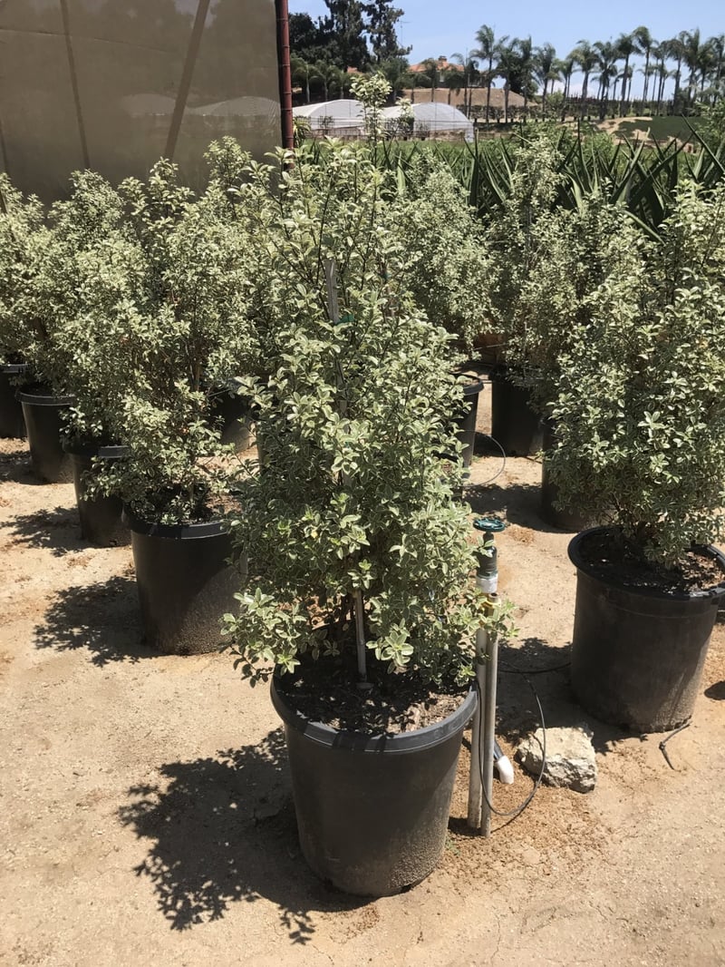 Photo for Pittosporum tenuifolium 'Marjorie Channon' (Variegated Kohuhu)