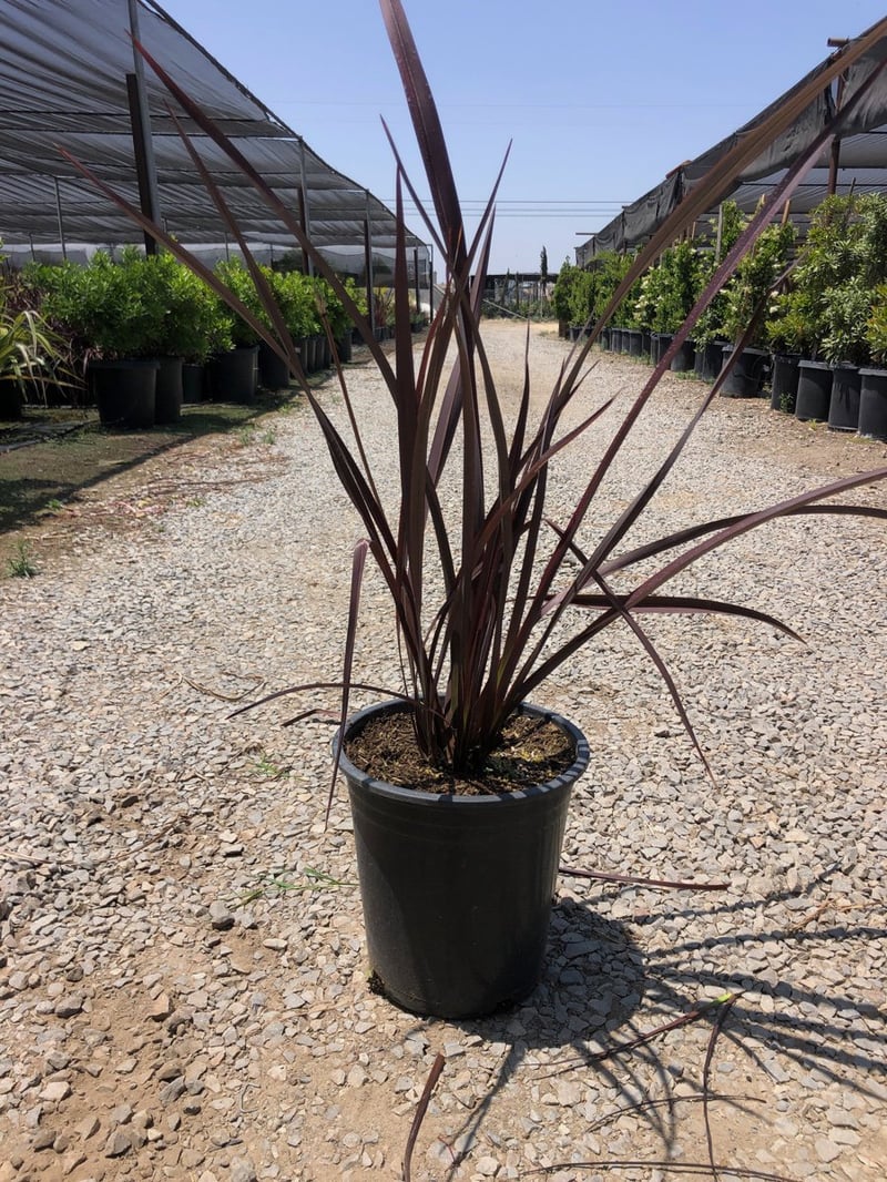 Photo for Phormium 'Amazing Red' (Amazing Red New Zealand flax)