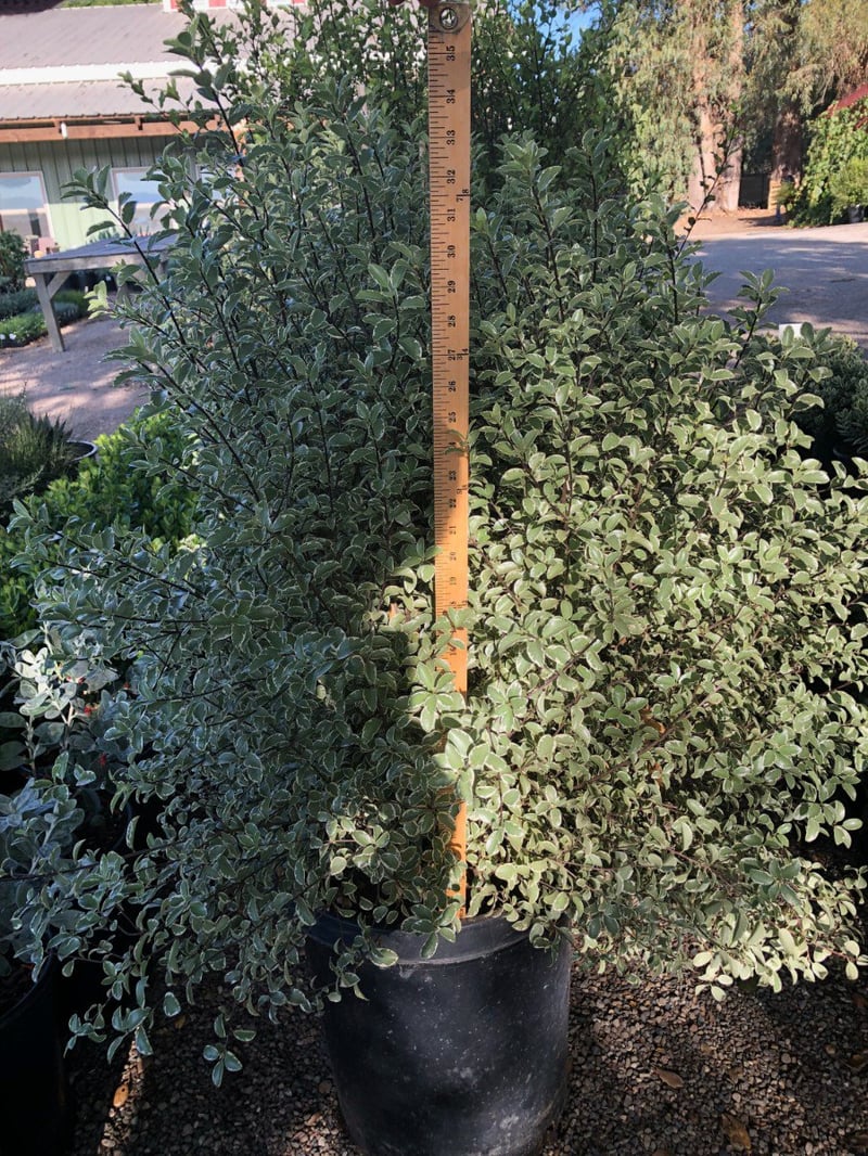 Photo for Pittosporum tenuifolium 'Marjorie Channon' (Variegated Kohuhu)