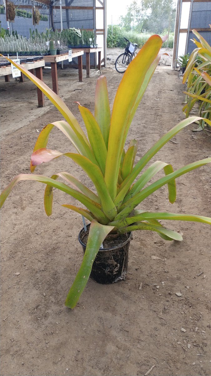 Photo for Assorted Bromeliads (Assorted Bromeliads)