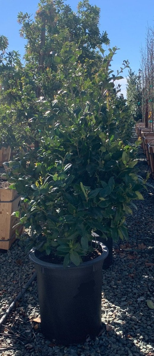 Photo for Ligustrum japonicum (Japanese Privet)
