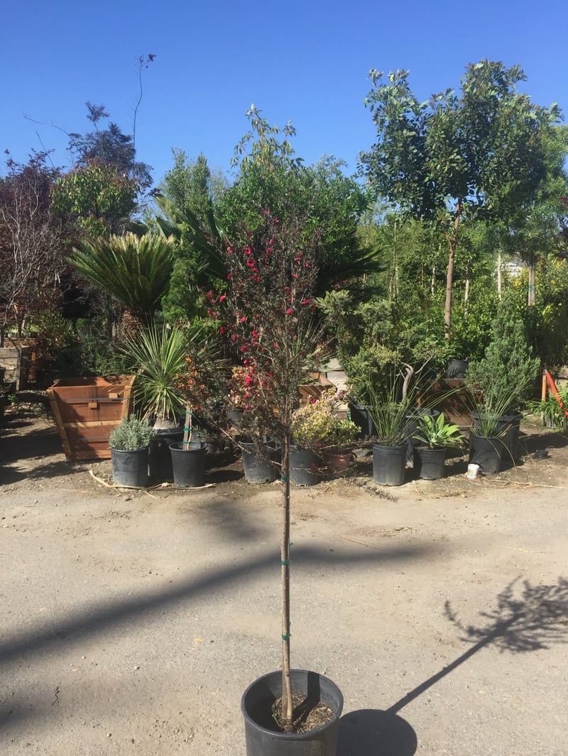 Photo for Leptospermum scoparium (Patio Tree - Lollipop Form) (Dwarf New Zealand Tea Tree)