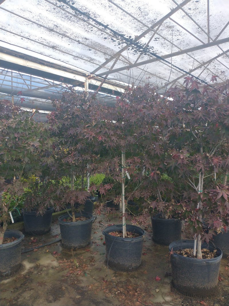 Photo for Acer palmatum 'Bloodgood' (Bloodgood Japanese Maple)