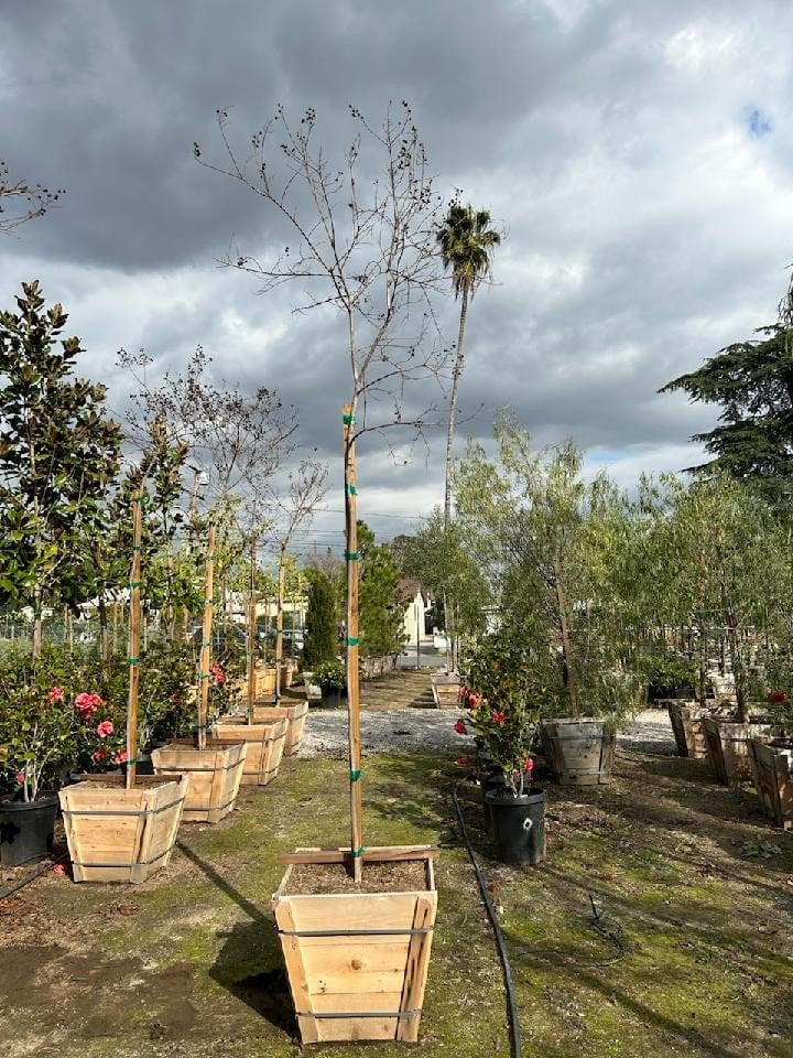 Photo for Lagerstroemia indica x fauriei 'Natchez' (Standard) (Natchez Crape Myrtle)