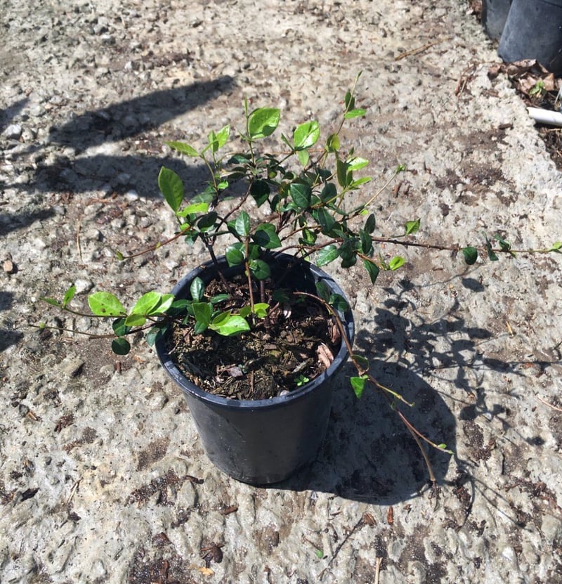 Photo for Trachelospermum asiaticum (Asian Jasmine)