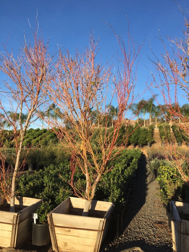 Photo for Acer palmatum 'Sango-kaku' (Sango-Kaku Japanese Maple)