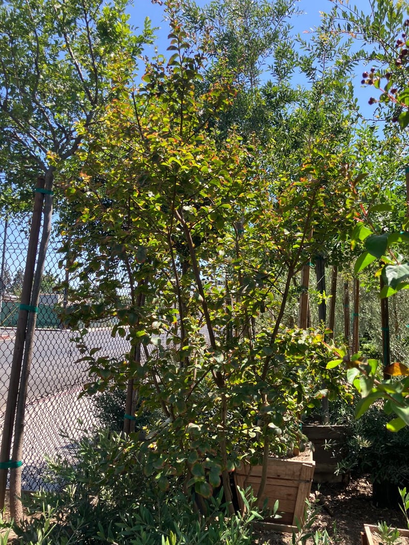 Photo for Lagerstroemia indica 'Catawba' (Multi) (Catawba Crape Myrtle)