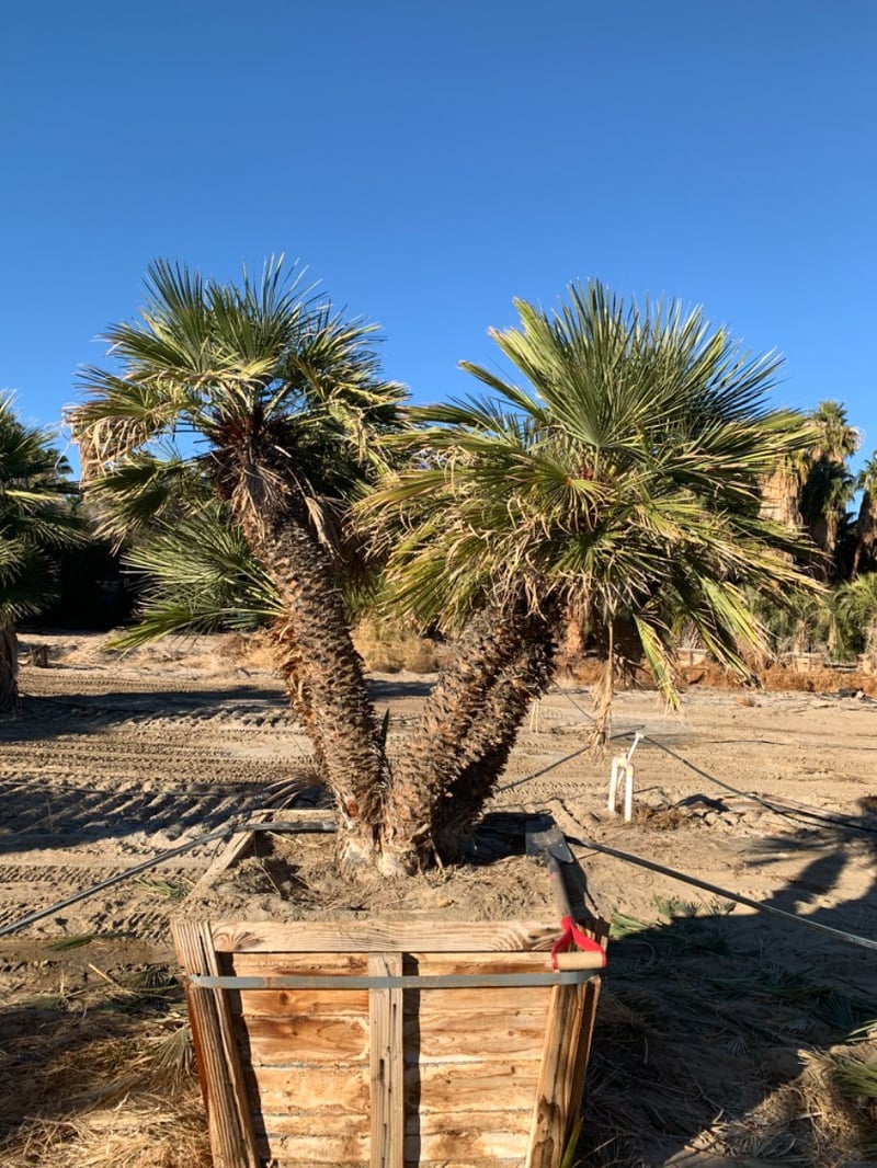 Photo for Chamaerops humilis (Mediterranean Fan Palm)