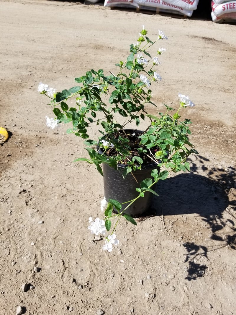 Photo for Lantana montevidensis 'Alba' (White Trailing Lantana)
