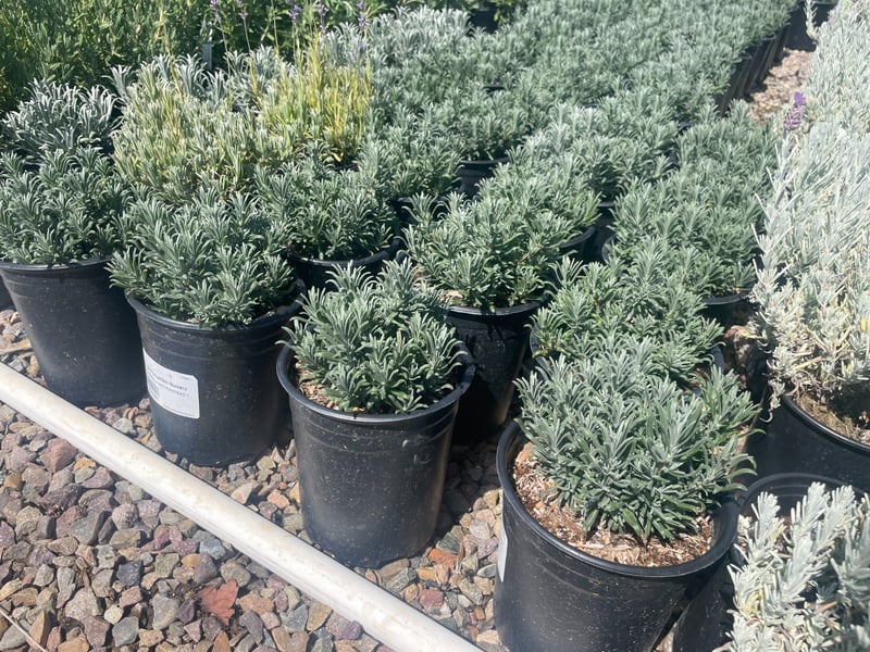 Photo for Lavandula angustifolia (English Lavender)