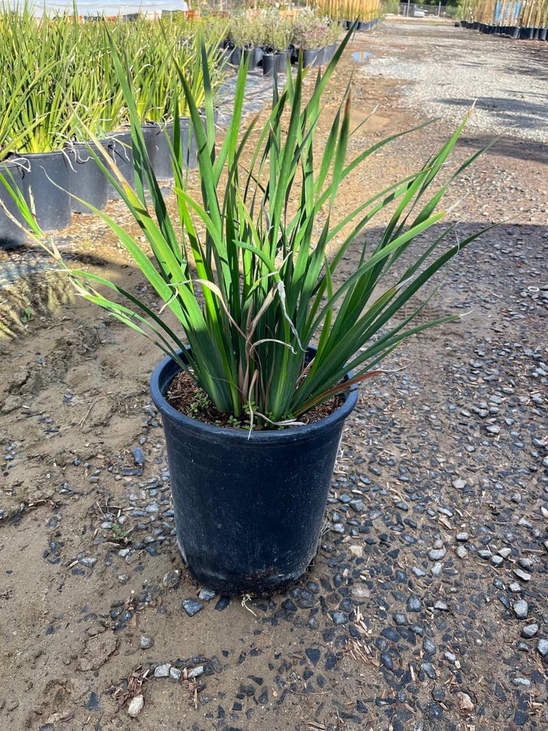 Photo for Dietes vegeta (African Iris)