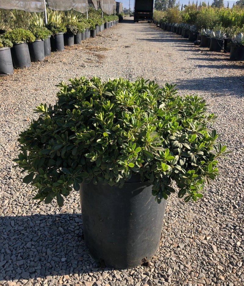 Photo for Pittosporum tobira (Japanese Mock Orange)