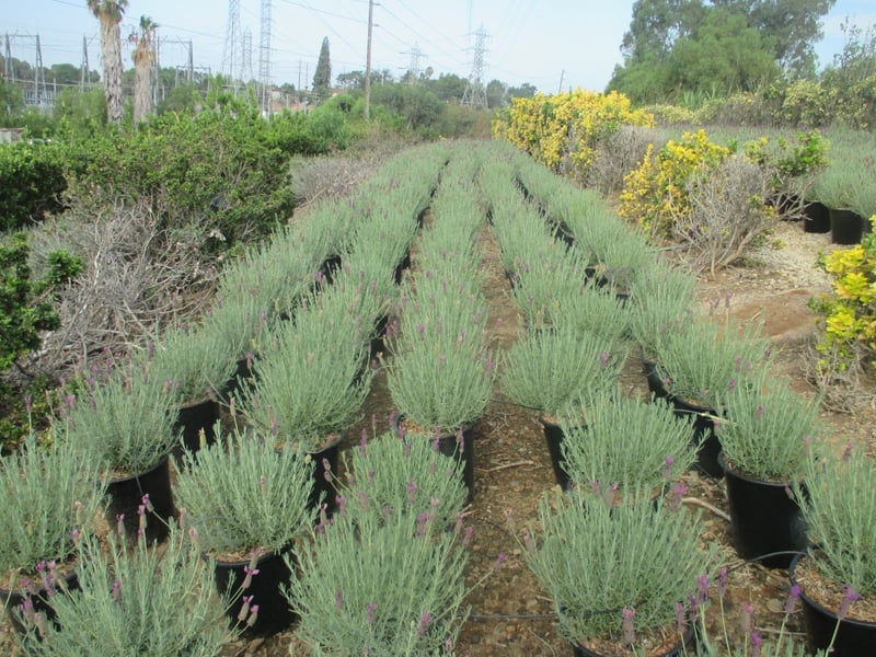 Photo for Lavandula stoechas (Spanish Lavender)
