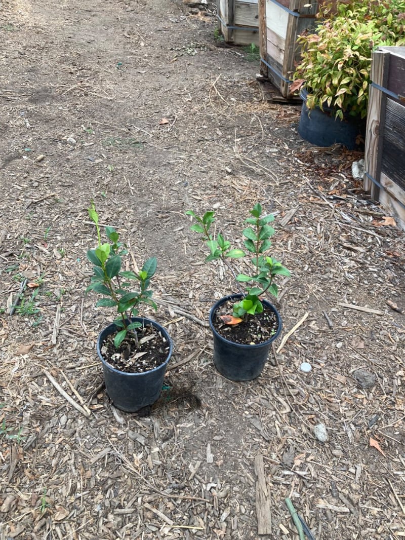 Photo for Trachelospermum jasminoides (Bush) (Star Jasmine (BUSH))