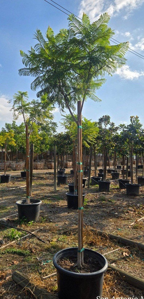 Photo for Jacaranda mimosifolia (Jacaranda)