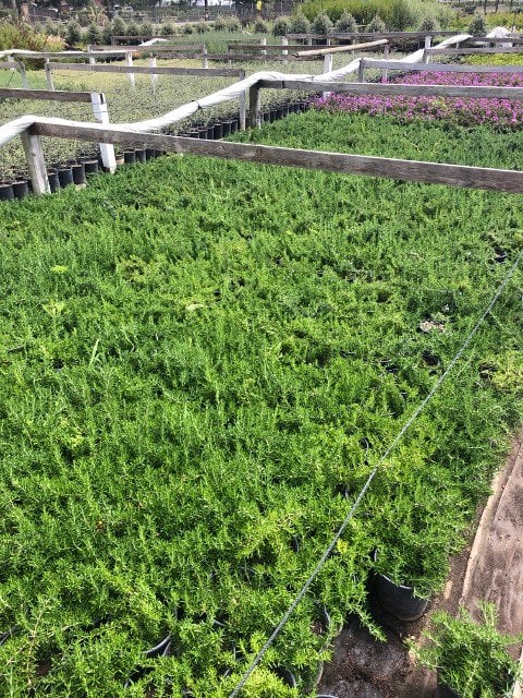 Photo for Rosmarinus officinalis 'Huntington Carpet' (Huntington Carpet Rosemary)