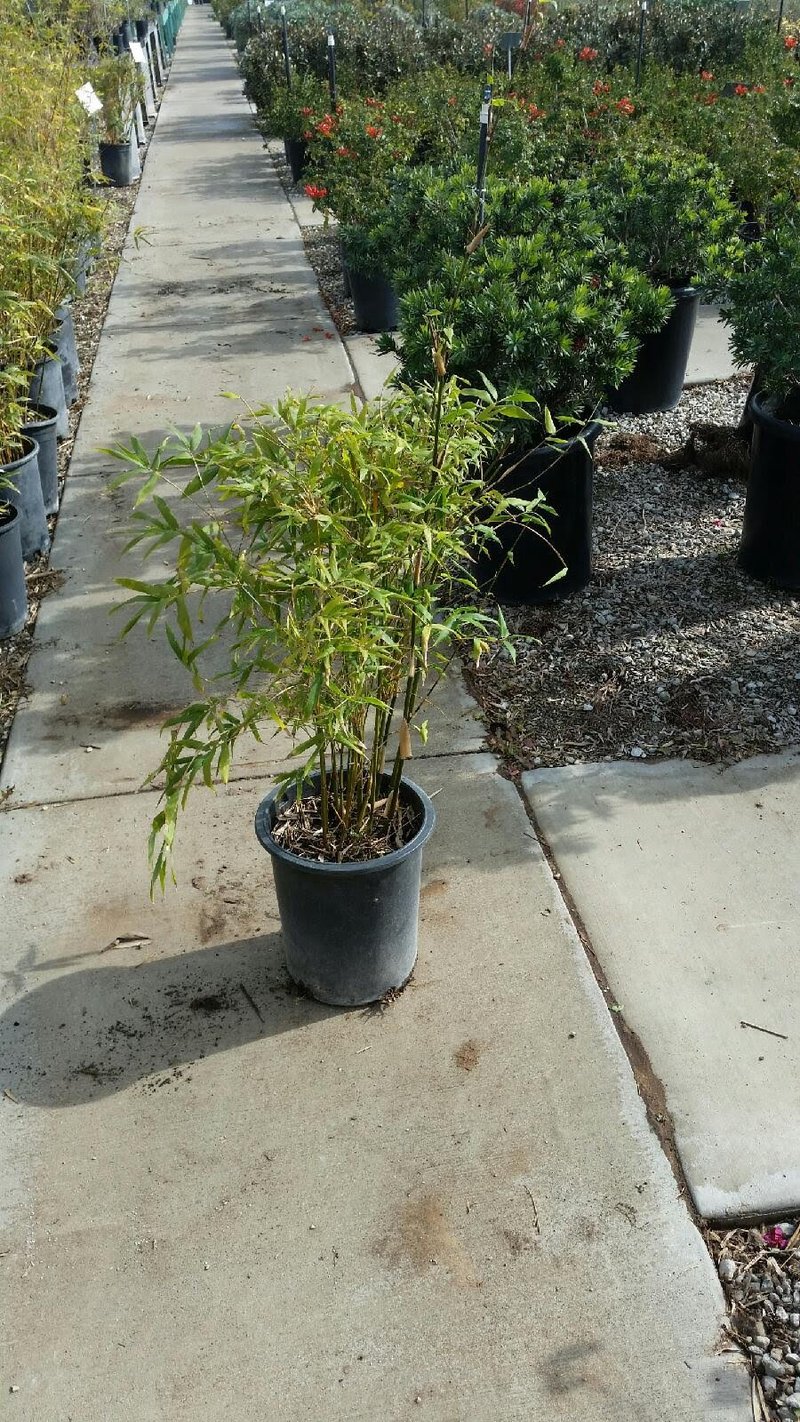 Photo for Phyllostachys aurea (Golden Bamboo)