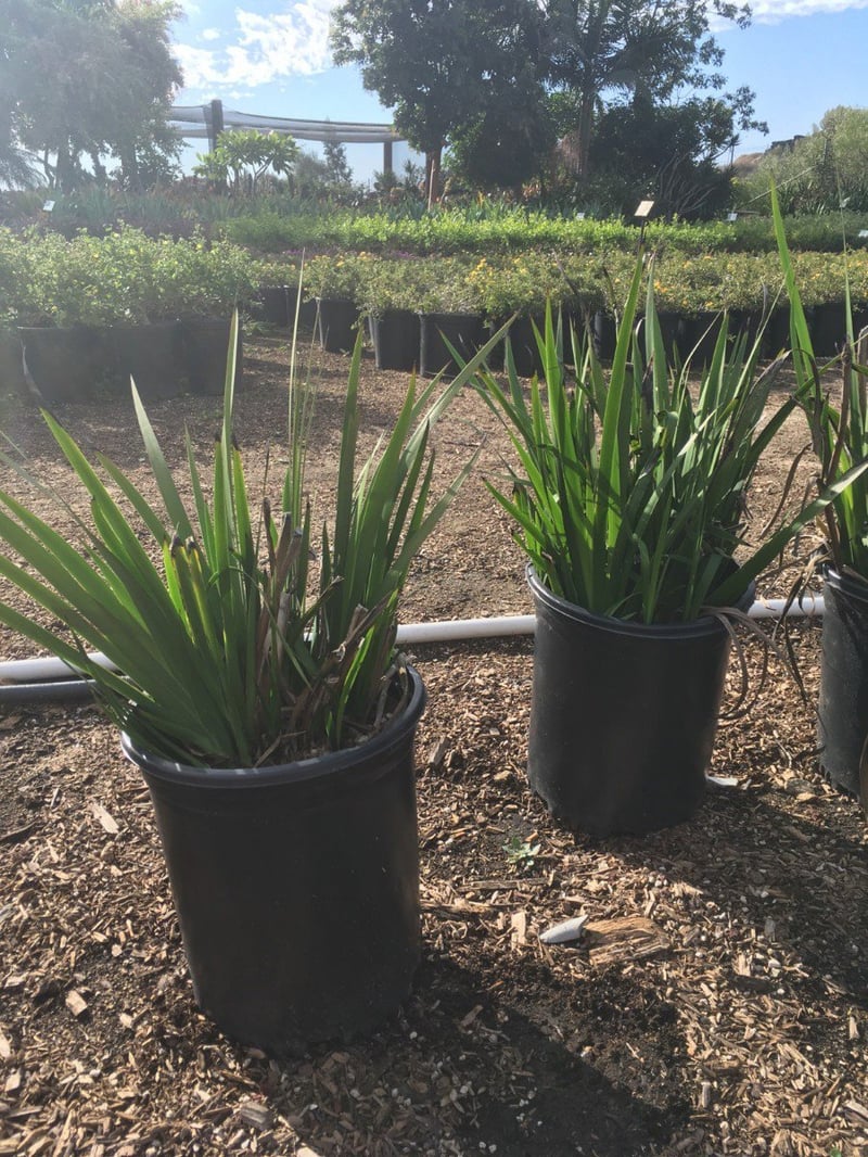 Photo for Anigozanthos 'Bush Ranger' (Bush Ranger Dwarf Kangaroo Paw)