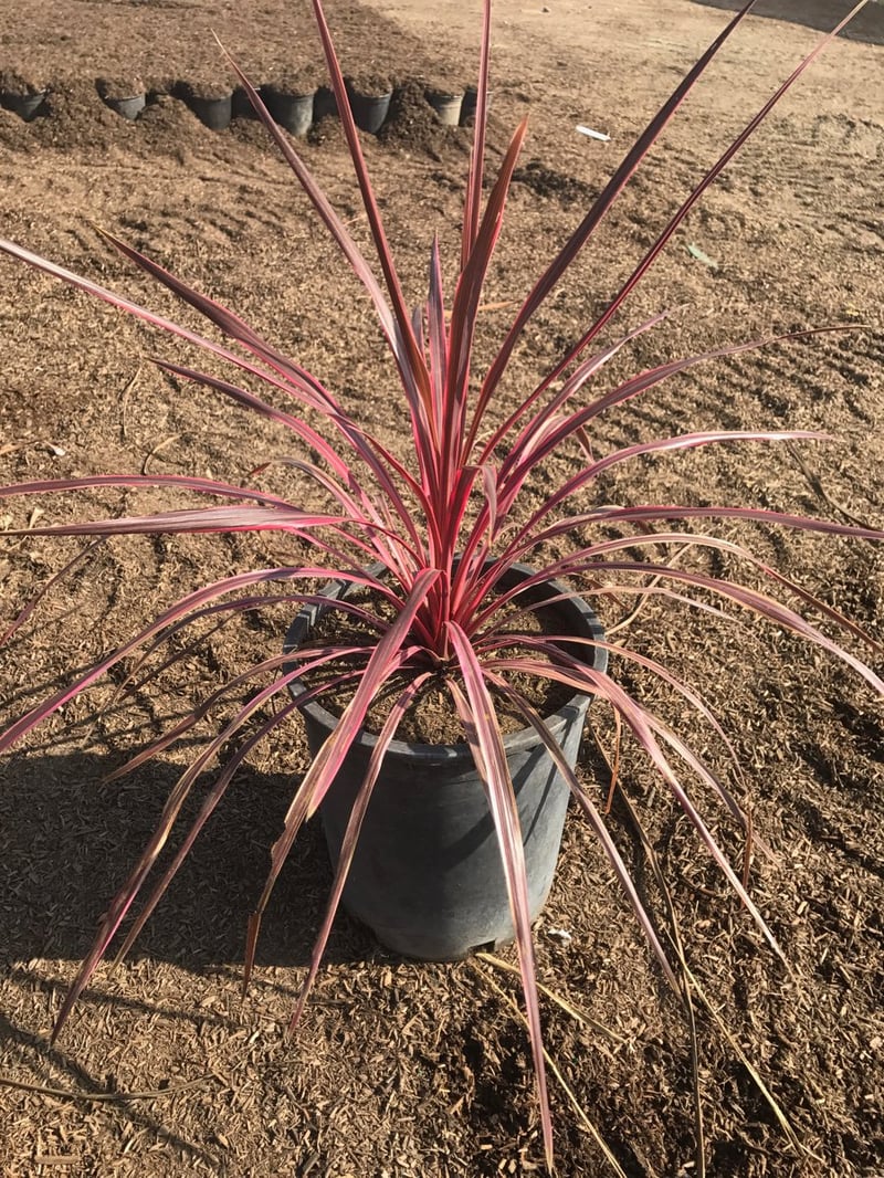 Photo for Cordyline banksii Electric Pink (Electric Pink Grass Tree)