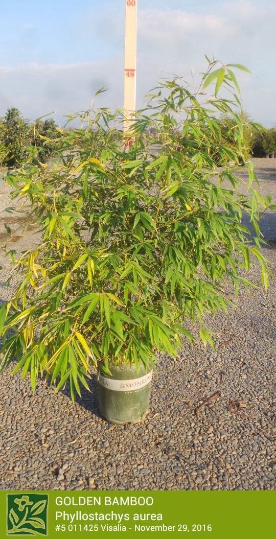 Photo for Phyllostachys aurea (Golden Bamboo)
