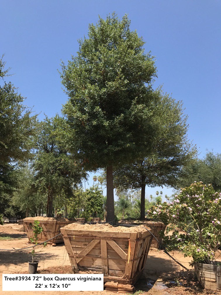 Photo for Quercus virginiana (Standard)(High Branching) (Southern Live Oak)