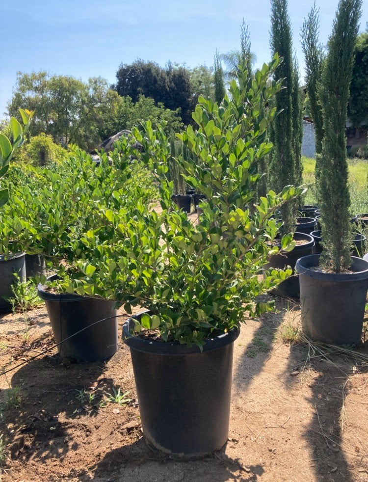 Photo for Ligustrum japonicum 'Texanum' (Hedge) (Waxleaf Privet)