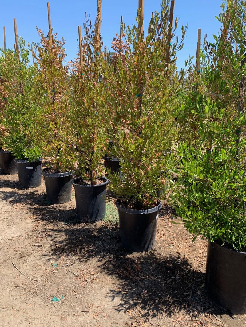 Photo for Dodonea viscosa (Hopseed Bush)