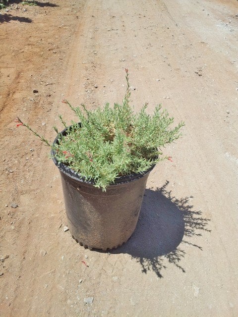 Photo for Epilobium canum (California fuscia)