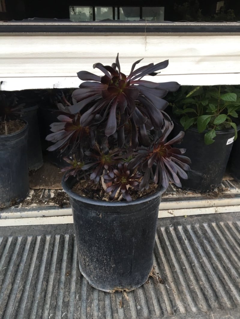 Photo for Aeonium arboreum 'Zwartkop' (Black Rose Aeonium)
