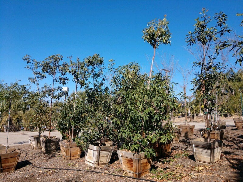 Photo for Lophostemon confertus (Brisbane Box)