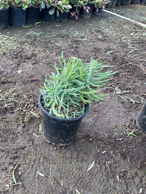 Photo for Senecio vitalis (Narrow-leaf Chalksticks)