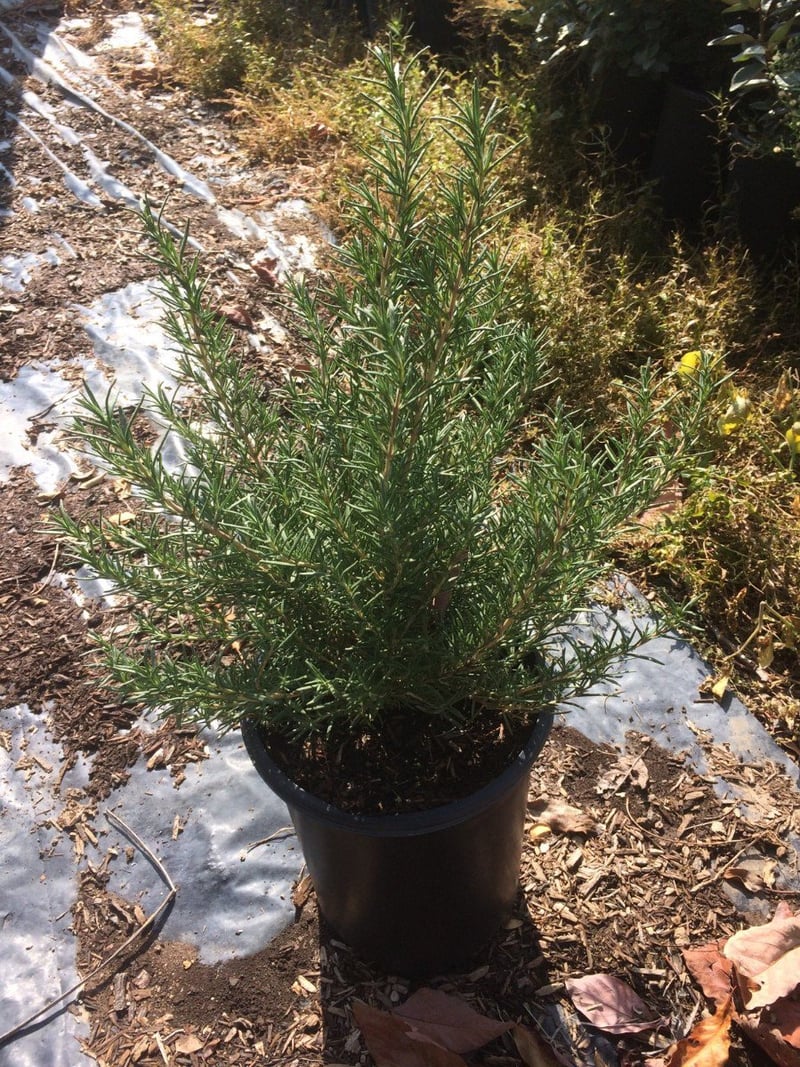 Photo for Rosmarinus officinalis 'Roman Beauty' (Roman Beauty Rosemary)