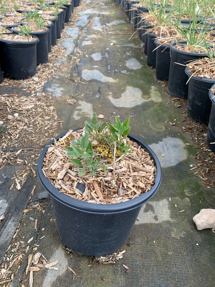 Photo for Encelia californica (Coast Sunflower)