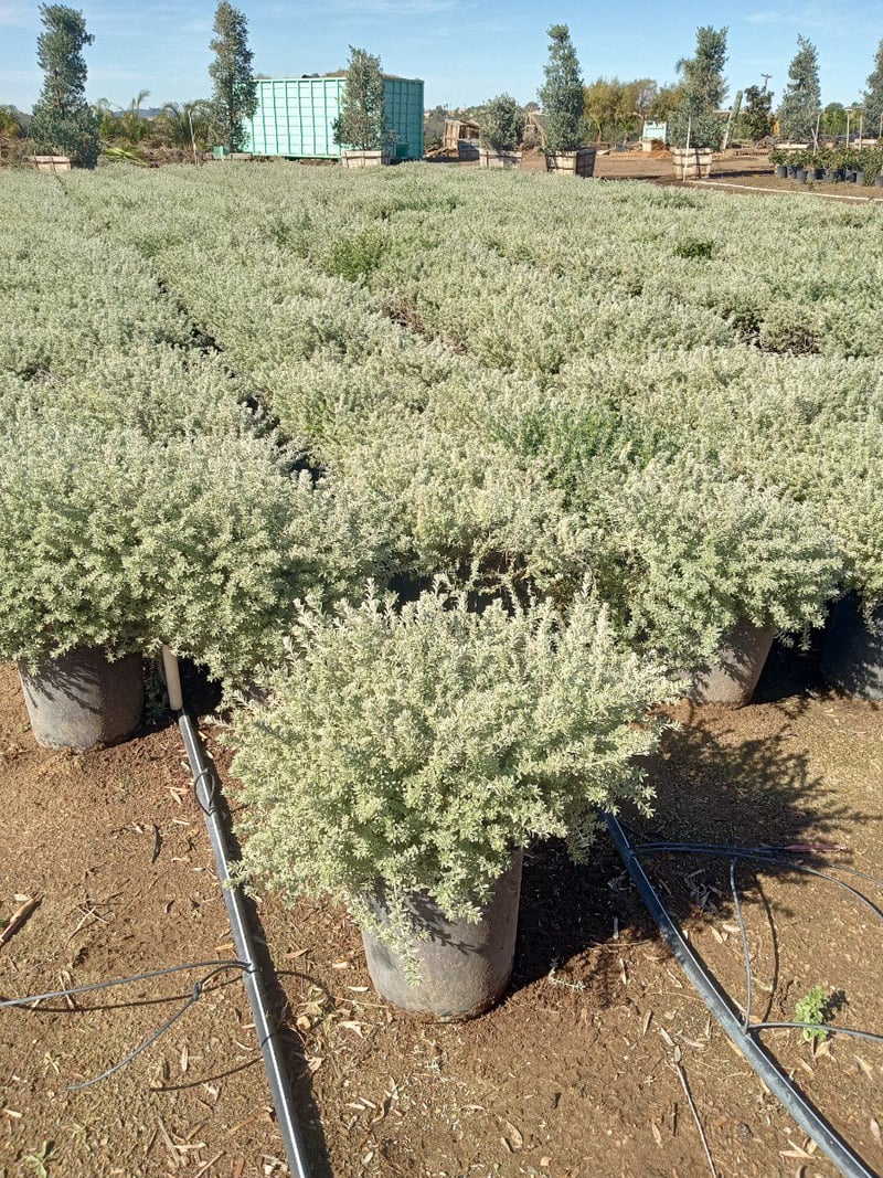 Photo for Westringia fruticosa 'Smokey' (Smokey Coast Rosemary)
