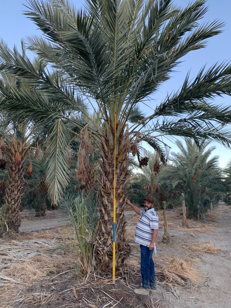 Photo for Phoenix dactylifera (Date Palm)