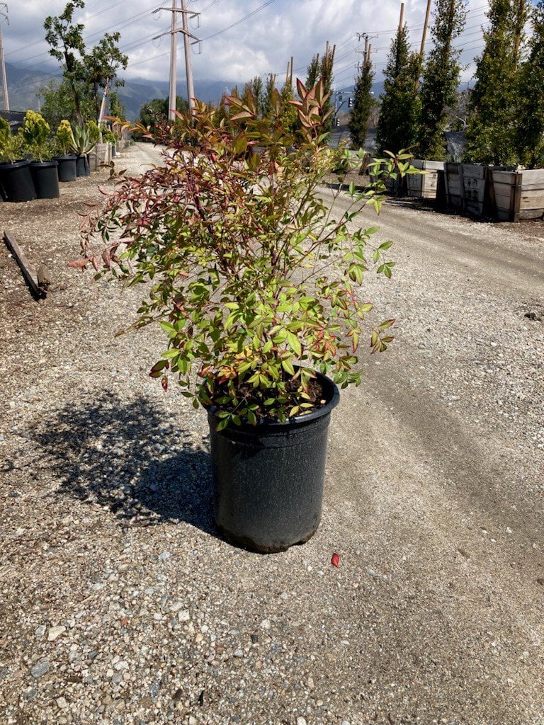 Photo for Nandina domestica (Heavenly Bamboo, Sacred Bamboo)