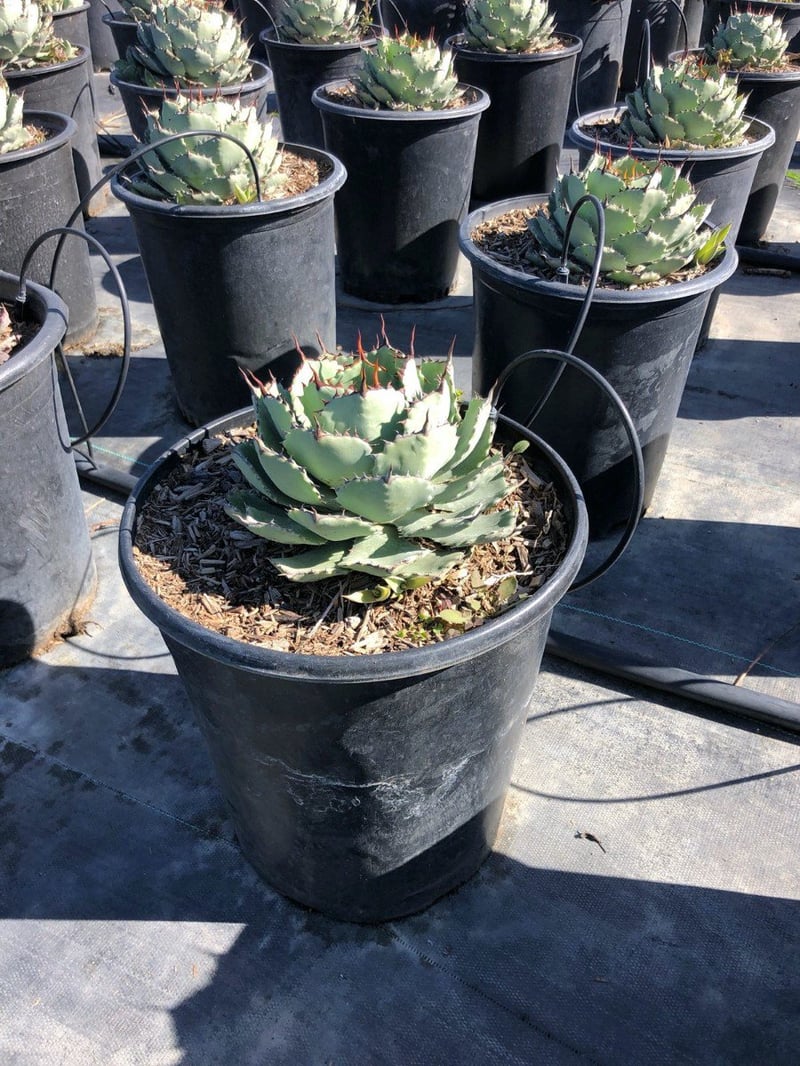 Photo for Agave parryi (Parry's Agave)