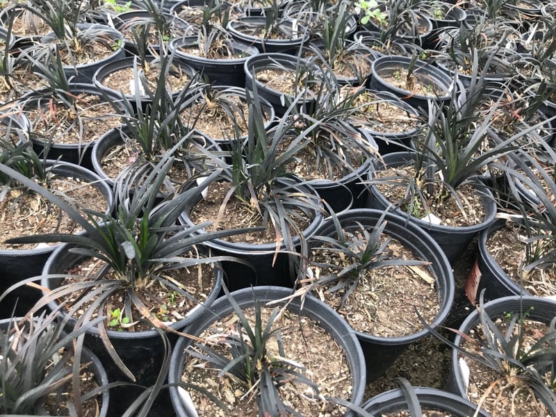 Photo for Ophiopogon planiscapus (Black Mondo Grass)