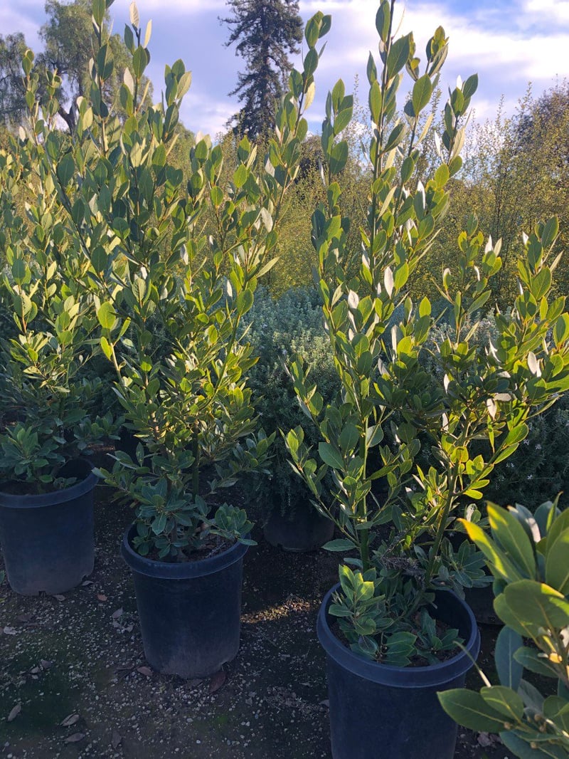 Photo for Laurus nobilis (Column) (Sweet Bay)
