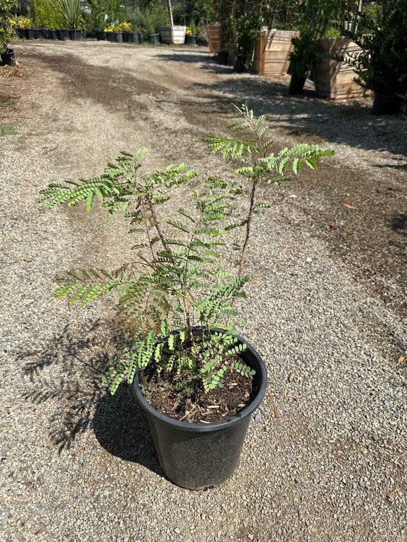 Photo for Caesalpinia pulcherrima (Red Bird of Paradise)