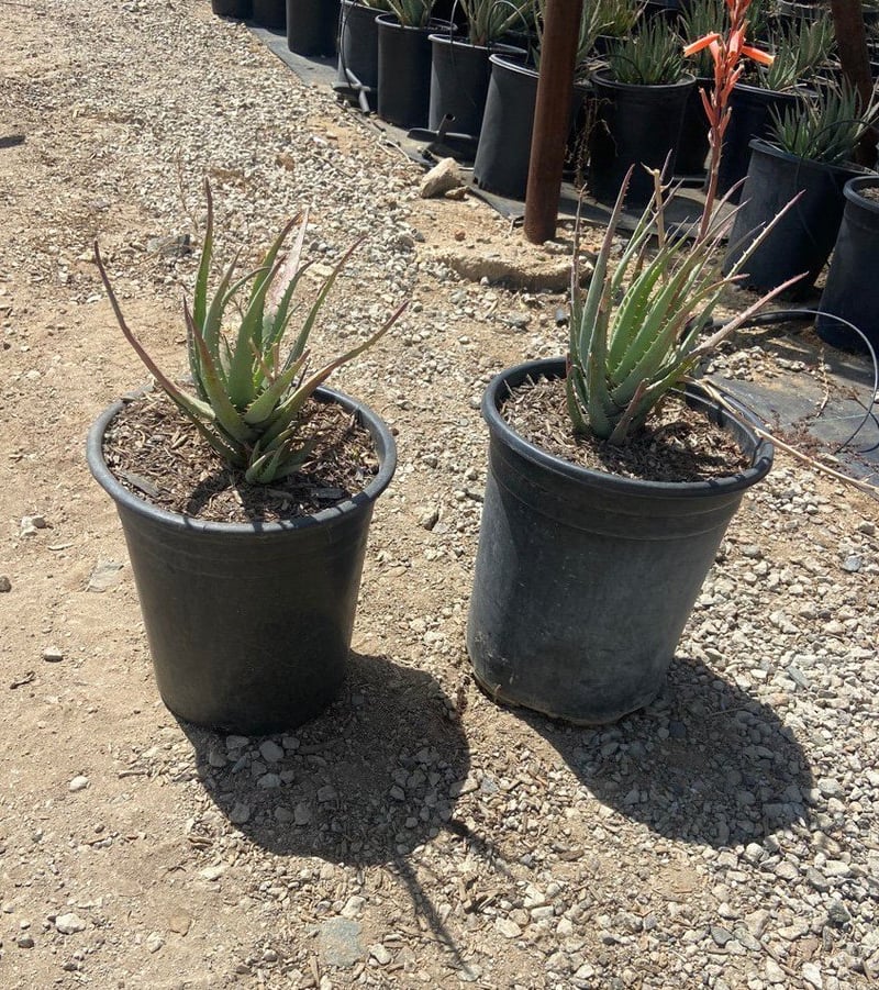 Photo for Aloe 'Blue Elf' (California Aloe, Blue Boy)