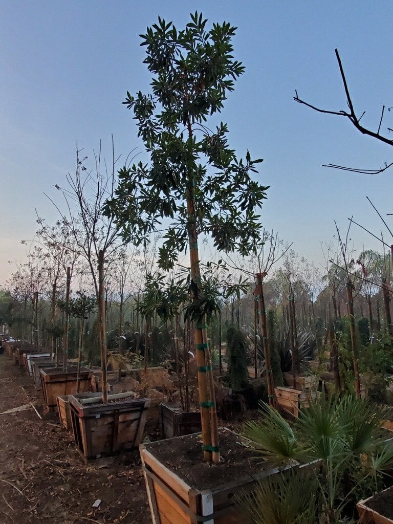 Photo for Tristania laurina 'Elegant' (Standard) (Elegant Water Gum)