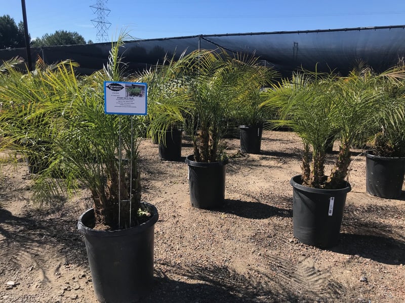 Photo for Phoenix roebelenii (Multi) (Pygmy Date Palm)