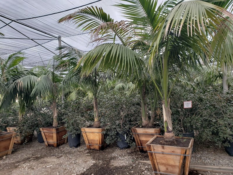 Photo for Howea forsteriana (Kentia Palm)