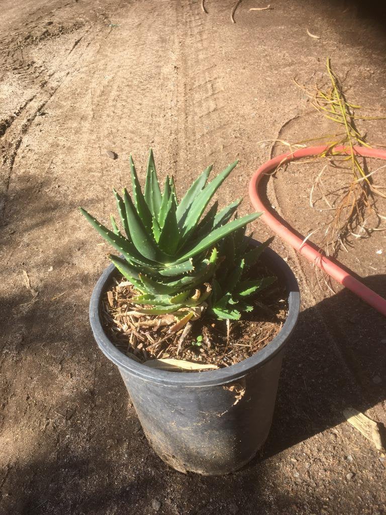 Photo for Aloe x nobilis (Golden Toothed Aloe)