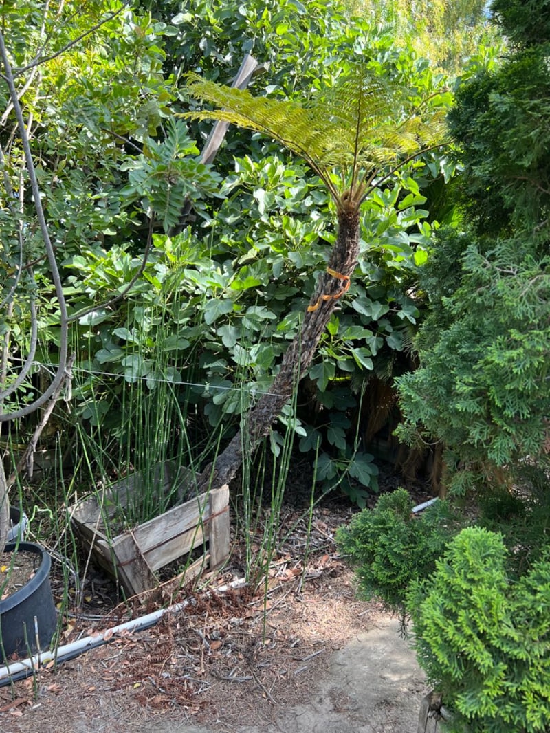 Photo for Cyathea cooperi (Australian Tree Fern)