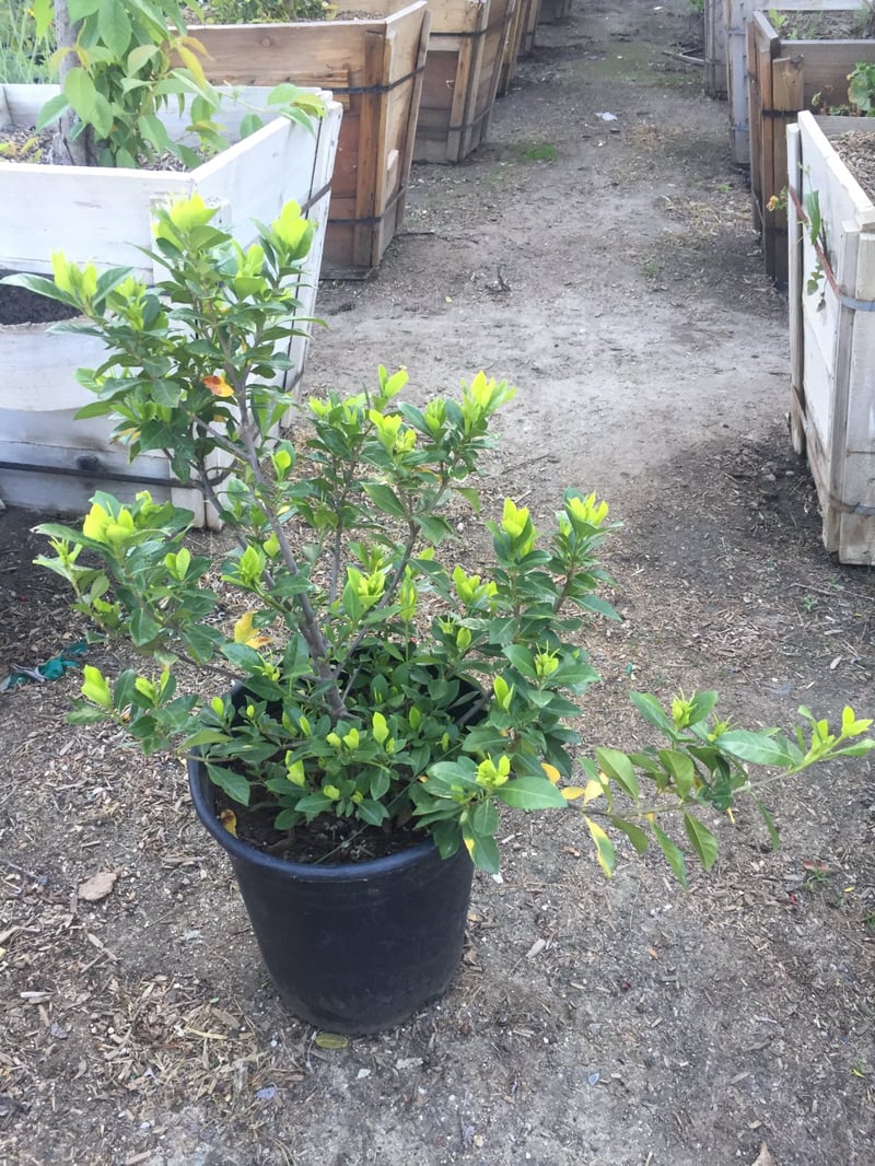 Photo for Gardenia jasminoides (Standard) (Gardenia)